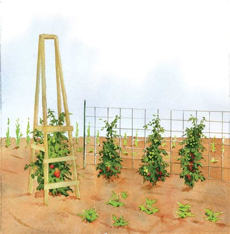 Wooden Tomato Trellis Plans - Image to u