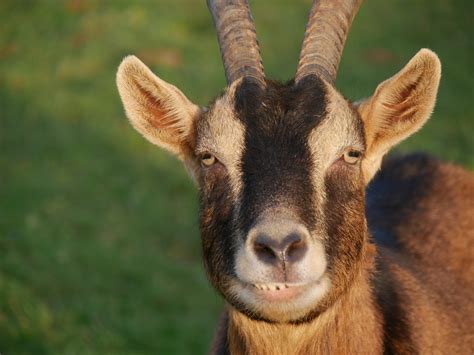 Free Images : nature, meadow, male, horn, pasture, livestock, sheep ...