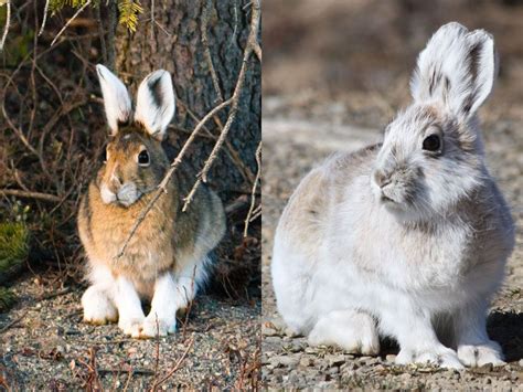 7 Animals That Turn White in Winter | Britannica