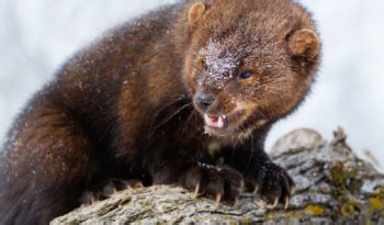 Fisher Cat - Master Hunters In Canada's Forests - Animal Corner