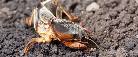 What do Mole Crickets look like? | Mole Cricket Identification Guide