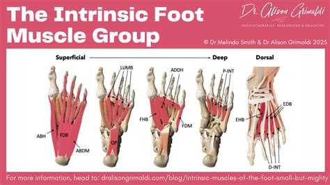 Intrinsic muscles of the foot – small but mighty! | Find out more