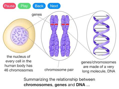 Genes, DNA and Chromosomes (Video) | Teaching Resources