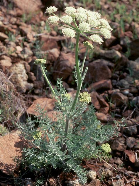 Flower Gallery :: Apiaceae :: 716_06