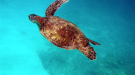 Sea Turtle In Hawaii HD desktop wallpaper : Widescreen : High Definition : Fullscreen