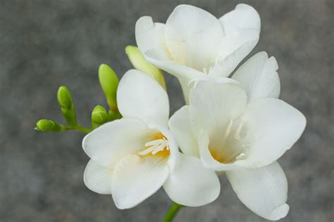 Freesia Single White