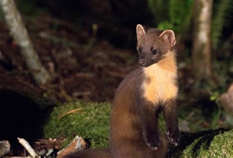 Back on the trail of pine martens in northern England – The Vincent Wildlife Trust