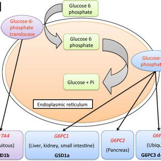 A flow diagram summarising proposed mechanisms of haematological ...