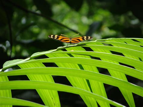 1920x1080 wallpaper | black white and orange longwing butterfly | Peakpx