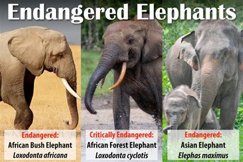 Endangered Elephants: Facts, Threats And Conservation