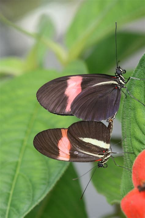 Heliconius Homepage | Heliconius melpomene