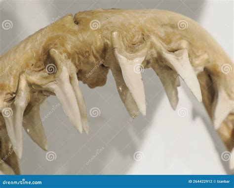 Mako Shark Jaw Showing Teeth Stock Photo - Image of shortfin, animal ...