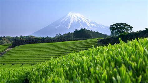 Shizuoka Tea Plantation Stock Video Footage - 4K and HD Video Clips | Shutterstock