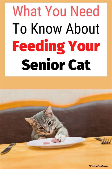 What Is The Best Cat Food For Older Cats? Feeding Your Senior Kitty ...