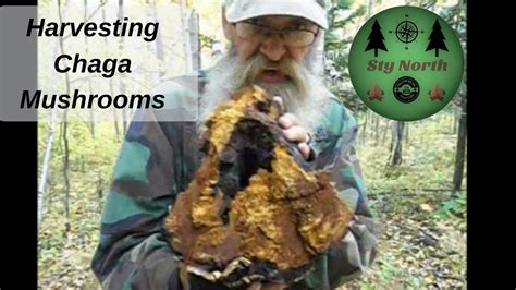 “Harvesting Chaga Mushrooms” - YouTube