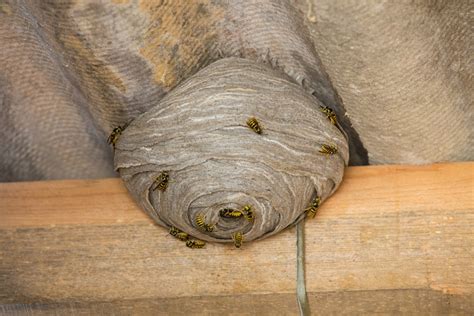 How to Get Rid of Yellowjackets in Your Yard: A Complete Guide [2024]