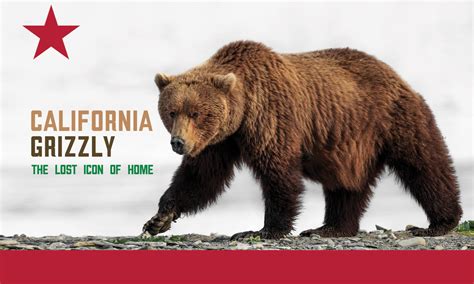 What Does The Grizzly Bear Mean On California Flag - About Flag Collections