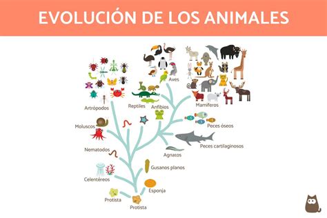 Origen y evolución de los animales - Resumen y esquema