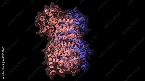 Structure of phenylalanine hydroxylase tetramer, an enzyme implicated in phenylketonuria ...