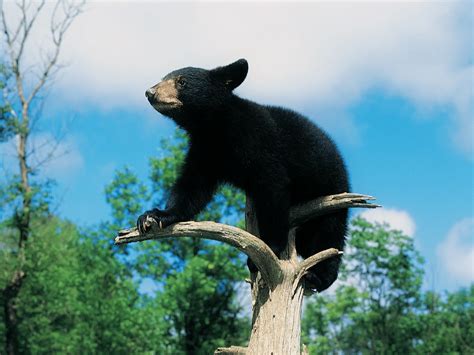 Cute Black Bear HD Wallpapers - Top Free Cute Black Bear HD Backgrounds ...