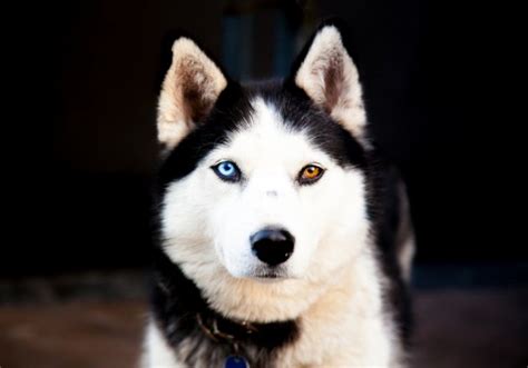 Cute Siberian Husky Two Eye Colors - l2sanpiero