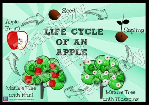 Apple Life Cycle Poster and unit of work by TeachEzy. | Science teaching resources, Apple life ...