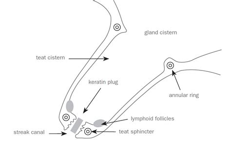 Sheep and goat udders: understanding the basics of anatomy & physiology