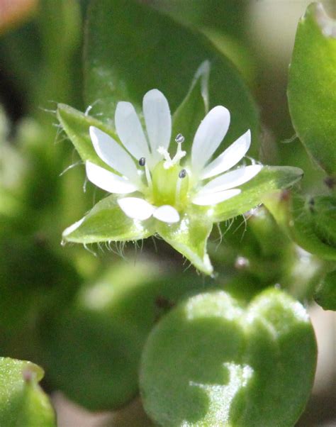 Common chickweed | Cornell Weed Identification