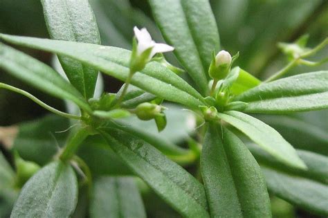 Rumput Mutiara : Kandungan, Khasiat, Efek Samping & Cara Pemanfaatannya