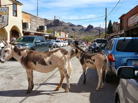 Equestrian Ink: The "Wild" Burros of Oatman, AZ