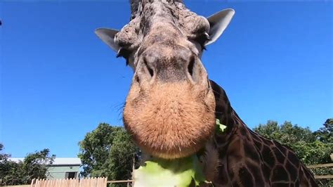 African Safari Wildlife Park donates $995 to giraffe conservation | wtol.com