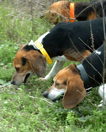 Beagle Hunting Dogs | Beagle Puppy