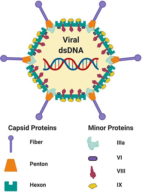 Frontiers | Factors Which Contribute to the Immunogenicity of Non-replicating Adenoviral ...