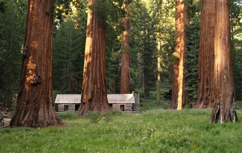 Mariposa Grove - The Redwoods In Yosemite - Year Round Vacation Home ...