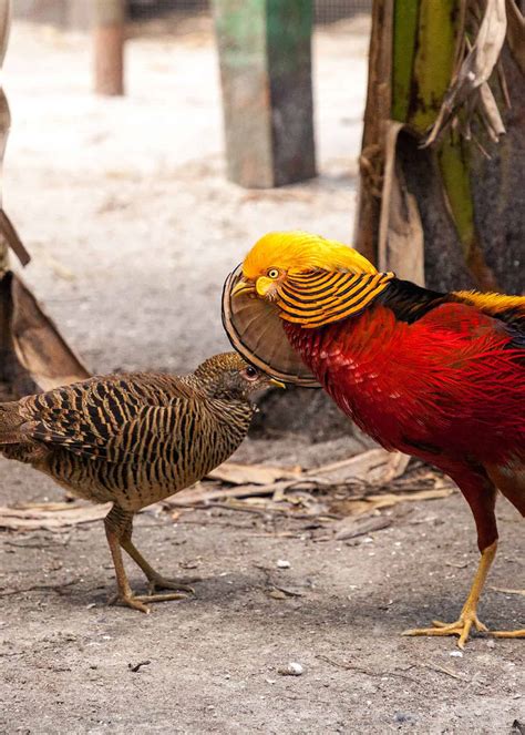 30 Golden Pheasant Facts: Get to Know This Glorified Chicken (Chrysolophus pictus) | JustBirding