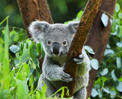 Are koala bears heading towards extinction? - Earth.com