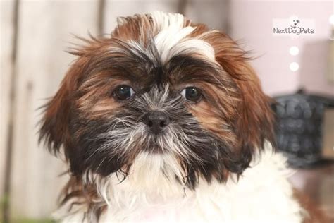 Princess: Shih Tzu puppy for sale near Columbus, Ohio. | a984d360-a791