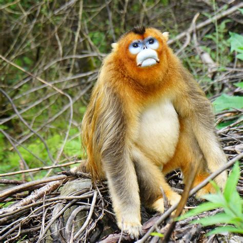 🔥 this red faced monkey 🔥 : r/NatureIsFuckingLit