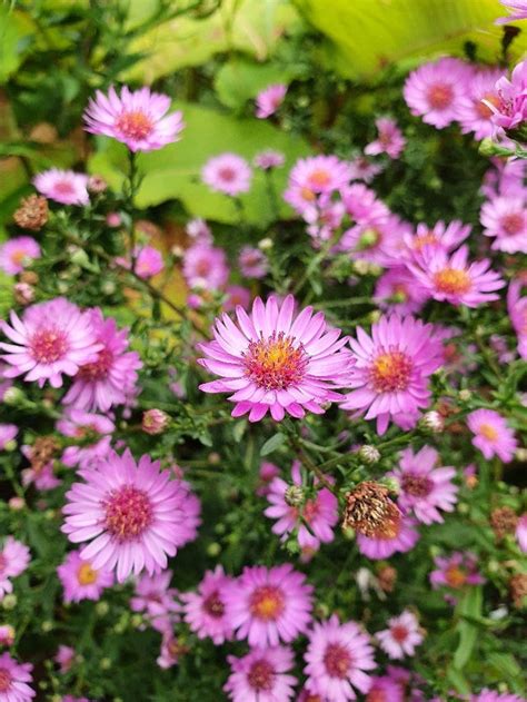 Boltonia hybrid dark pink - 9cm pot