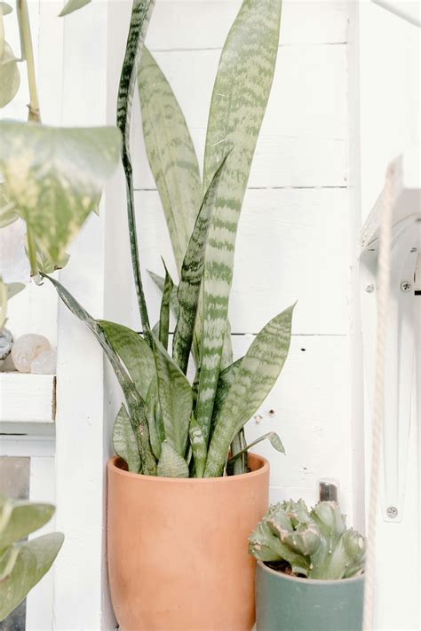 Houseplant Photography Photos, Download The BEST Free Houseplant Photography Stock Photos & HD ...