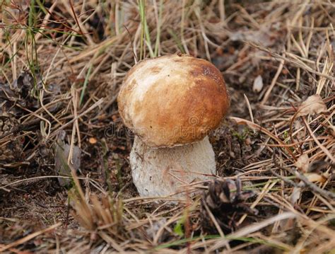 Beautiful Edible White Mushroom in Man`s Hand Stock Image - Image of food, diet: 120156239