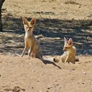 Cape Fox - Facts, Diet, Habitat & Pictures on Animalia.bio