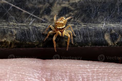 Yellow Jumping Spider 3766848 Stock Photo at Vecteezy