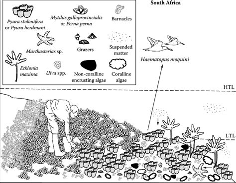 Intertidal Zone Food Web Diagram