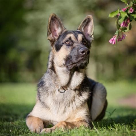 Indian Pariah Dog vs East European Shepherd - Breed Comparison