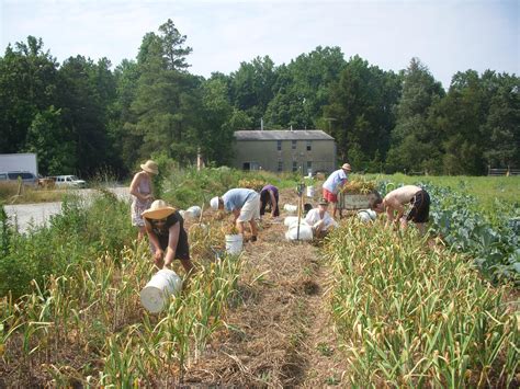 Harvesting Garlic – Sustainable Market Farming