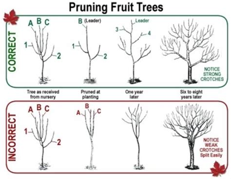 How to Prune Fruit Trees