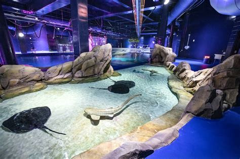 Georgia Aquarium opening new shark exhibit on October 23 | blooloop