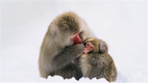 Japanese Macaque – Bing Wallpaper Download