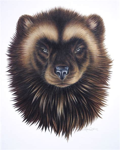 Wolverine Animal Drawing